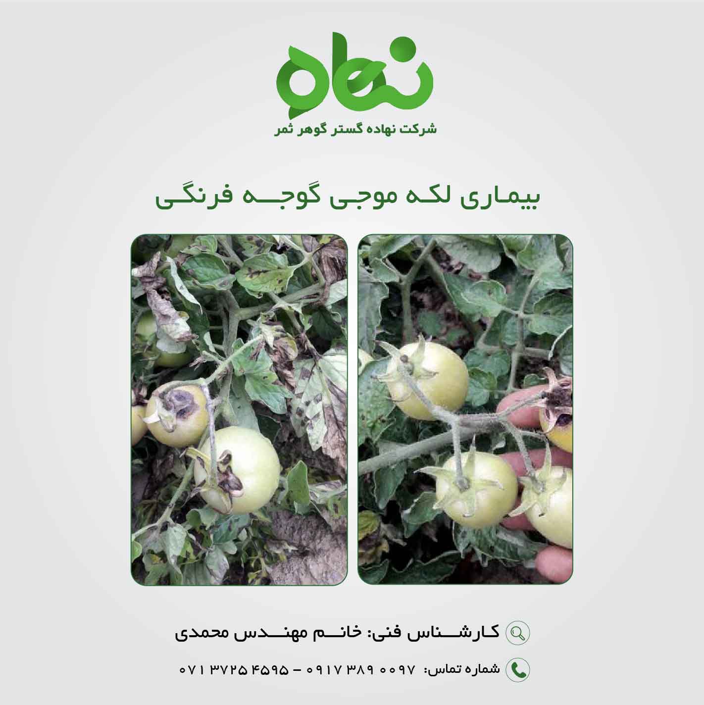 بیماری لکه موجی گوجه فرنگی 1